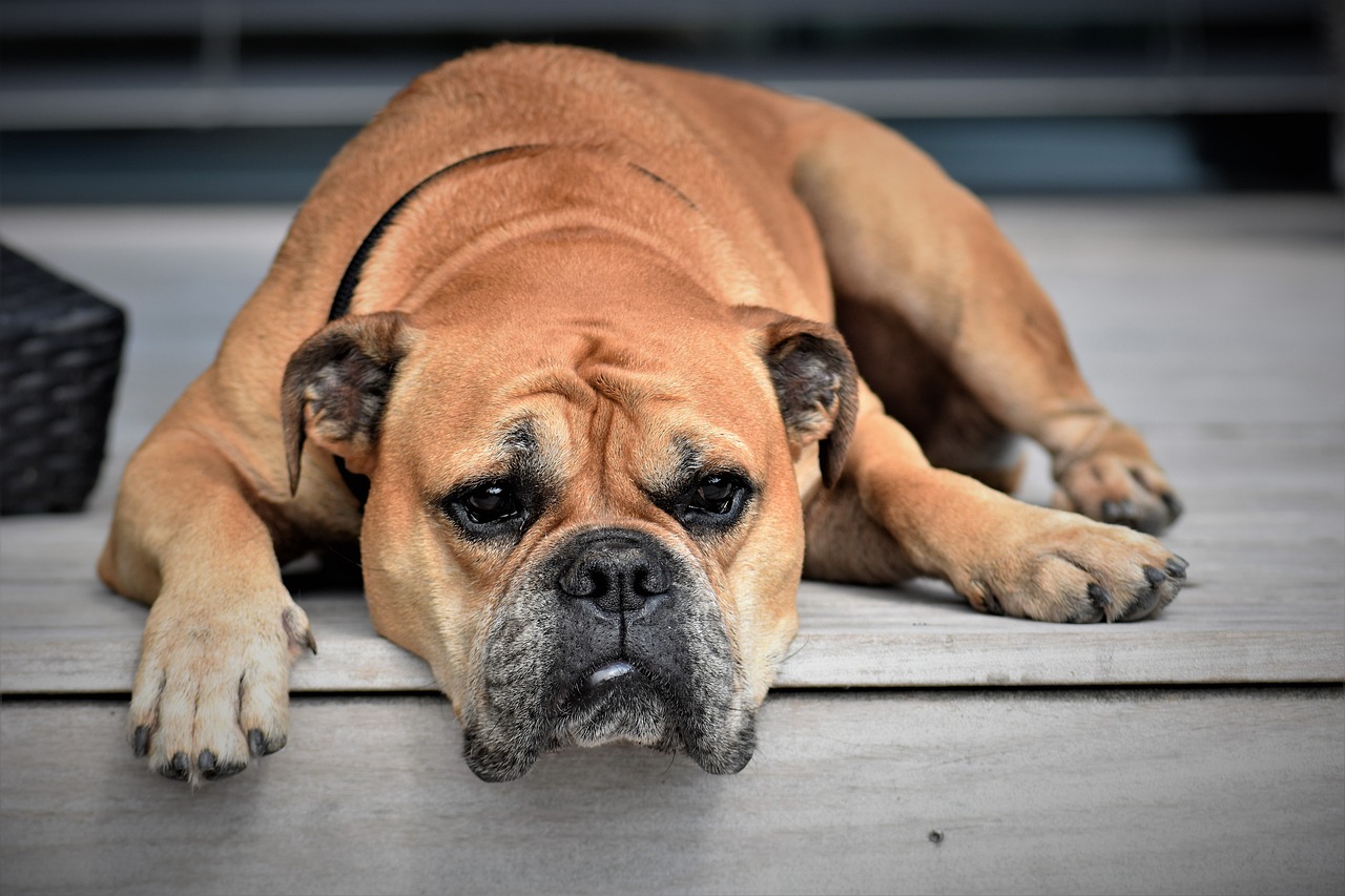 How to Train Your Dog to Tolerate Being Handled